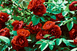 Remorquage Voiture L'Haÿ-les-Roses